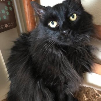 Napa Pet Care - Sophia, age 12. - Dog Walkers Near Me - Napa, California Napa Pet Care - Sophia, age 12. - Dog Walkers Near Me - Napa, California