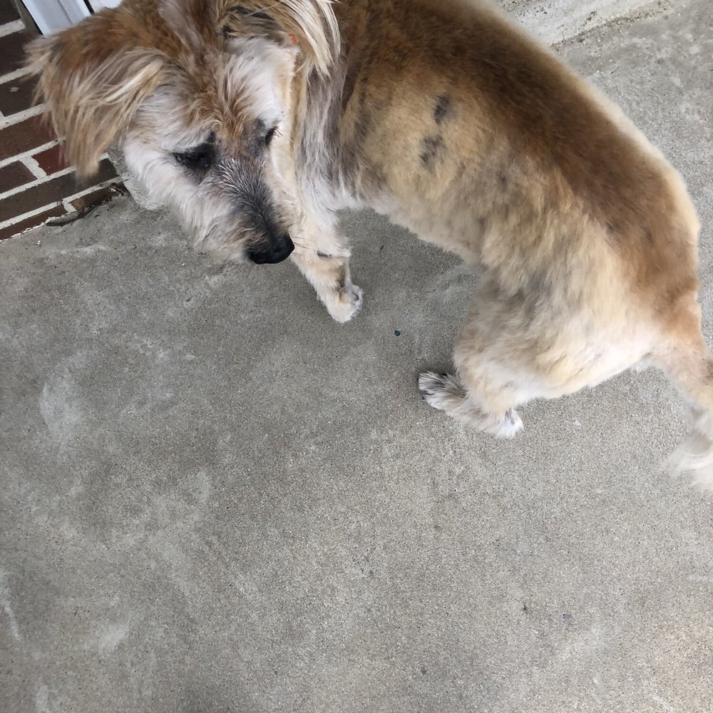 Sandi's Grooming - Uneven clipping - Pet Groomers Near Me - Mt. Juliet, Tennessee