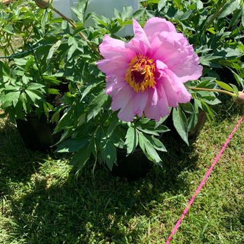 Maymont - Peony ... - Parks Near Me - Richmond, Virginia Maymont - Peony ... - Parks Near Me - Richmond, Virginia