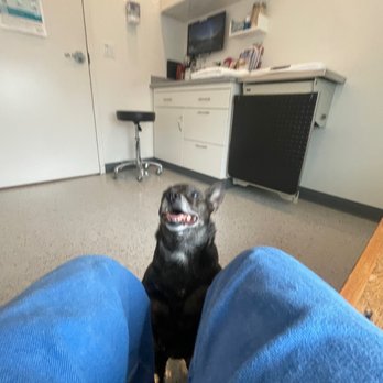 Seatown Veterinary Care - Mocha Bean! - Veterinarians Near Me - Seattle, Washington Seatown Veterinary Care - Mocha Bean! - Veterinarians Near Me - Seattle, Washington