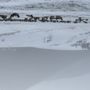 Photo of The National Elk Refuge