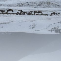 The National Elk Refuge
