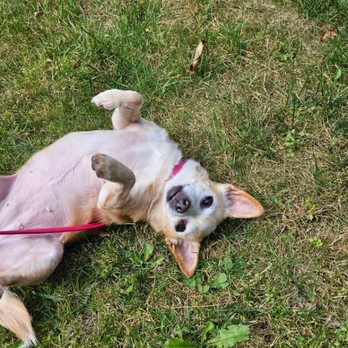 Valley Veterinary Services - How can you make a helpless little dog suffer?; - Veterinarians Near Me - Lee, Massachusetts