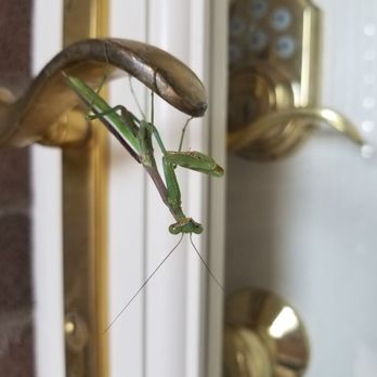 Pro Defense Pest Control - Pest Control Near Me - Balcones Heights, Texas Pro Defense Pest Control - Pest Control Near Me - Balcones Heights, Texas