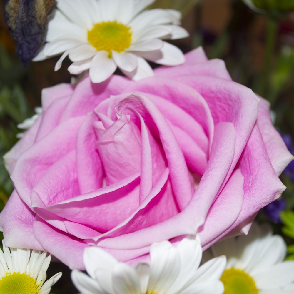 Kuhn Flowers - A perfect rose - Florists Near Me - Jacksonville, Florida Kuhn Flowers - A perfect rose - Florists Near Me - Jacksonville, Florida