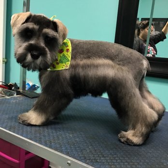 Le Paw Royale Pet Grooming - Pet Groomers Near Me - Suffolk, Virginia Le Paw Royale Pet Grooming - Pet Groomers Near Me - Suffolk, Virginia