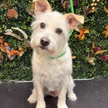 Family Paw - Puppy - Pet Groomers Near Me - Henderson, Nevada Family Paw - Puppy - Pet Groomers Near Me - Henderson, Nevada