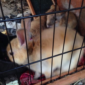Winterpast Farm - Baby bunnies. - Zoos Near Me - Wake Forest, North Carolina