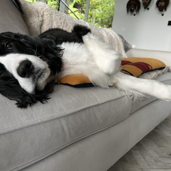 House and Hound - Post pup beautification relaxation..... - Pet Groomers Near Me