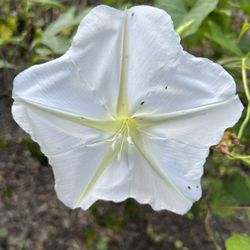 Boyd Hill Nature Preserve - The rare moon flower!!