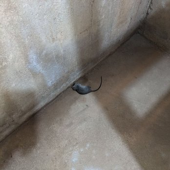 Green Rodent Restoration - Yet another dead rodent in my house, after paying Green Rodent thousands of dollars for exclusion work. - Pest Control Near Me - Chatsworth, California Green Rodent Restoration - Yet another dead rodent in my house, after paying Green Rodent thousands of dollars for exclusion work. - Pest Control Near Me - Chatsworth, California