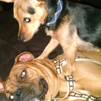 County Animal Hospital - My dogs. - Veterinarians Near Me - Mason, Ohio County Animal Hospital - My dogs. - Veterinarians Near Me - Mason, Ohio