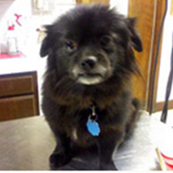 Abingdon Animal Clinic