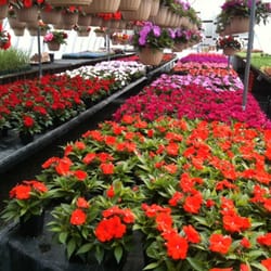 Myster P & Son Nursery - New Guinea impatiens