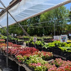 Mischler's Florist