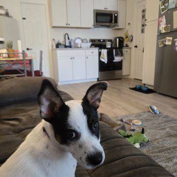Happily Ever After Rescue - This is Gia(Moana) sitting on the couch with us. - Pet Adoption Near Me Happily Ever After Rescue - This is Gia(Moana) sitting on the couch with us. - Pet Adoption Near Me