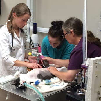 4 Paws 24 Hour Veterinary Hospital - Our team hard at work. - Veterinarians Near Me - Halifax, Nova Scotia 4 Paws 24 Hour Veterinary Hospital - Our team hard at work. - Veterinarians Near Me - Halifax, Nova Scotia