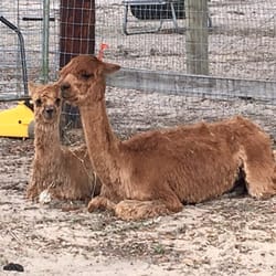Sweet Blossom Alpaca Farm - Baby and mom