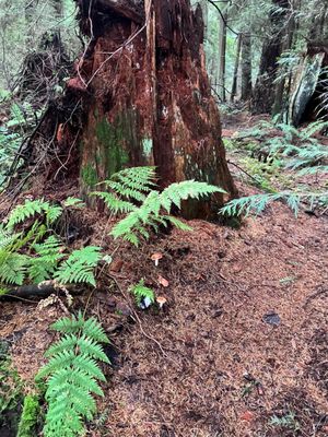 Pacific Spirit Regional Park by null