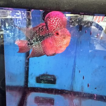 Total Fish & Pets - Flower horn - Pet Stores Near Me - Alhambra, California