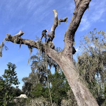 Legs-N-Limbs Tree Service - Tree Services Near Me Legs-N-Limbs Tree Service - Tree Services Near Me