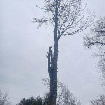 Hoshs Tree Service - Tree Services Near Me Hoshs Tree Service - Tree Services Near Me