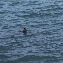 Glasthule / Sandycove Pier - Yup that's a Sea Lion peeping out of the water
