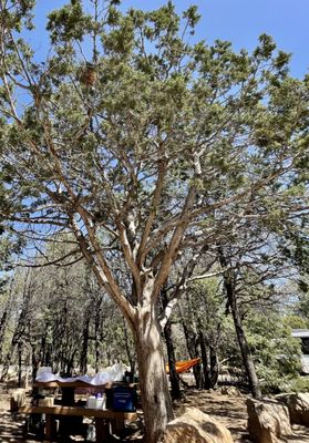 Mather Campground by null