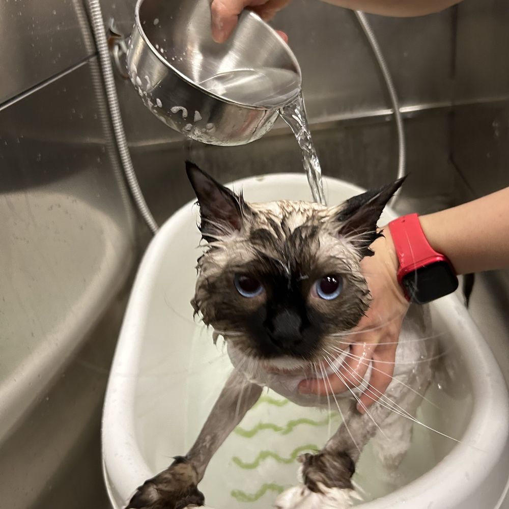 Pet Beloved - Getting a bath :) - Pet Groomers Near Me - San Diego, California Pet Beloved - Getting a bath :) - Pet Groomers Near Me - San Diego, California