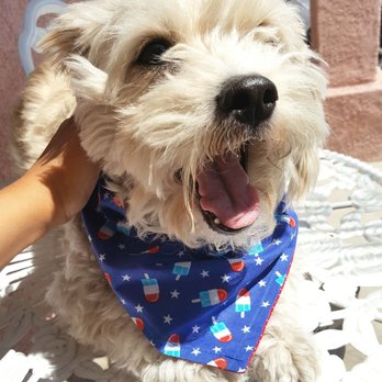 Ami Pet Grooming - My dog before the cut and after. - Pet Groomers Near Me - La Mirada, California Ami Pet Grooming - My dog before the cut and after. - Pet Groomers Near Me - La Mirada, California