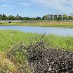 Elk Grove Creek Trail - View