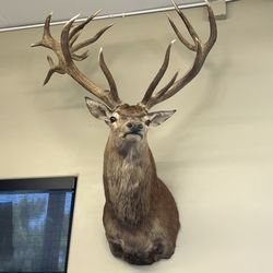 Right To Bear - Elk Mount