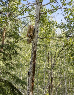 Yukon Wildlife Preserve by null