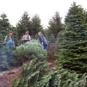 Hicks Tree Farms - Harvest elves at work - Christmas Trees Near Me - Olympia, Washington Hicks Tree Farms - Harvest elves at work - Christmas Trees Near Me - Olympia, Washington