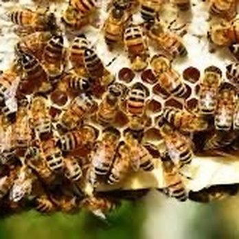 Garden Supply Company - Bees honey - Nurseries & Gardening Near Me - Cary, North Carolina