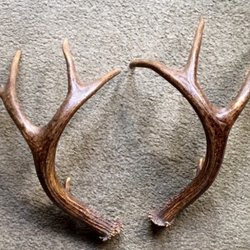 Native Rainbows - Antlers for Sweat Lodge