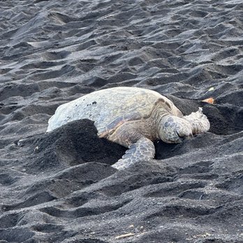 Punalu'u Black Sand Beach - Beaches Near Me - Pahala, Hawaii Punalu'u Black Sand Beach - Beaches Near Me - Pahala, Hawaii