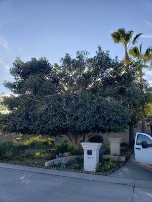Completed Tree Projects - We can do any tree projects call us for your projects! Completed Tree Projects - We can do any tree projects call us for your projects!