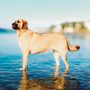 Photo of Timmy’s Dog Walking