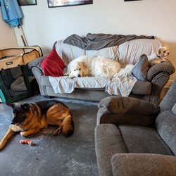 Dave's Pet Care