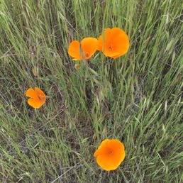 Poppies in bloom now on the Matt Davis trail Poppies in bloom now on the Matt Davis trail