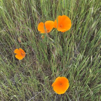 Matt Davis-Steep Ravine Loop - Poppies in bloom now on the Matt Davis trail - Hiking Near Me - Stinson Beach, California Matt Davis-Steep Ravine Loop - Poppies in bloom now on the Matt Davis trail - Hiking Near Me - Stinson Beach, California