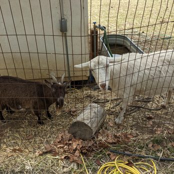 The Nest Box - a goat and a goat in a pen - Farmers Market Near Me - San Martin, California The Nest Box - a goat and a goat in a pen - Farmers Market Near Me - San Martin, California