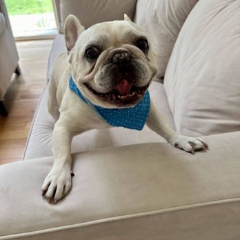 Lovely Pet Grooming - Pet Groomers Near Me - La Palma, California Lovely Pet Grooming - Pet Groomers Near Me - La Palma, California