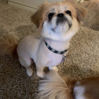 Boom Town Groomer - Kona - Pet Groomers Near Me - College Station, Texas Boom Town Groomer - Kona - Pet Groomers Near Me - College Station, Texas