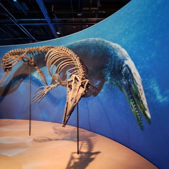 Field Museum - Museums Near Me - Chicago, Illinois