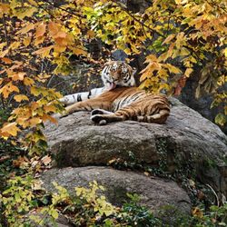 ZOO BERLIN