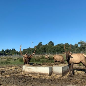 Olympic Game Farm - Elk - Zoos Near Me - Sequim, Washington Olympic Game Farm - Elk - Zoos Near Me - Sequim, Washington