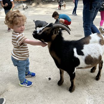 Southwick's Zoo - Petting Exhibit- Baby Billy Goats - Amusement Parks Near Me - Mendon, Massachusetts