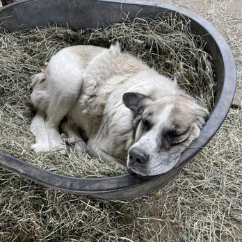 Cascade Rose Alpacas - And 4 very sweet and sleepy guard dogs - Petting Zoos Near Me - Carnation, Washington